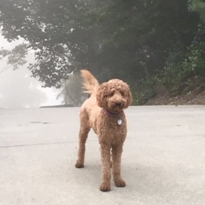 Bailey ready to chase a stick