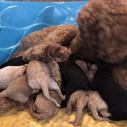 Bailey keeping her pups clean and fed