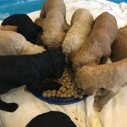 Eating puppy food 11/12/2019