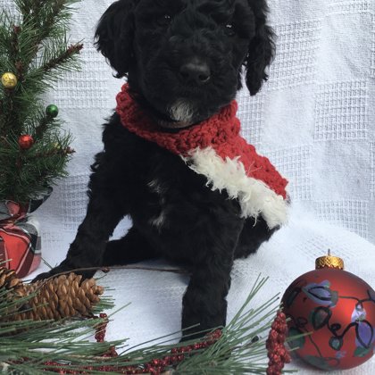 Christmas Pictures