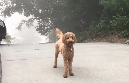 Bailey ready to chase a stick