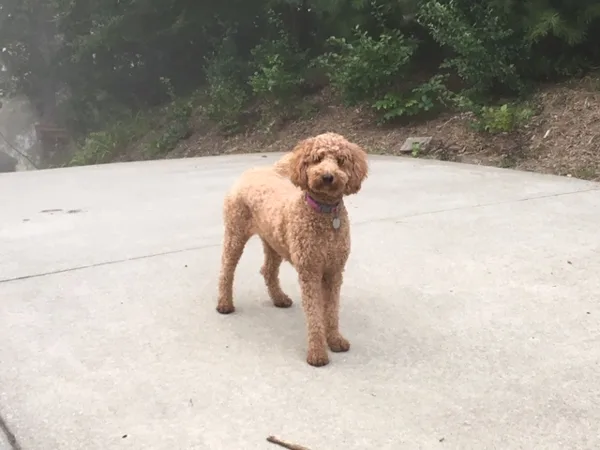 Bailey ready to please.