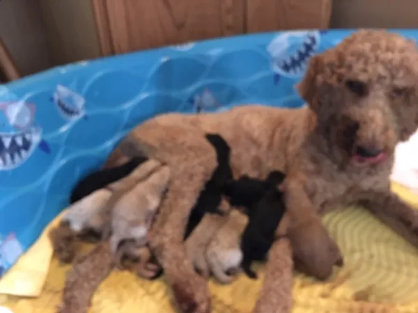 Bailey keeping her pups fed at all times