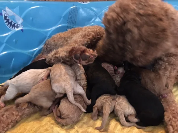 Bailey keeping her pups clean and fed