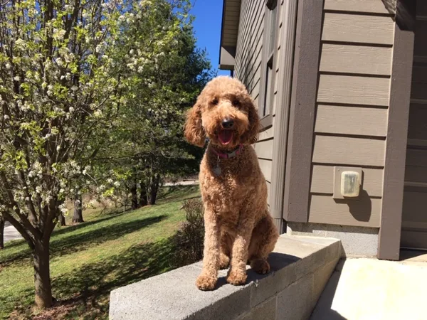 Bailey on her second Bday