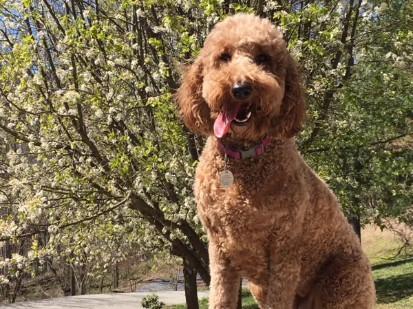 Bailey on her second Birthday