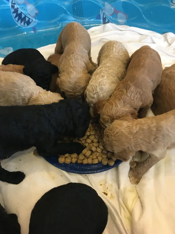 Eating puppy food 11/12/2019