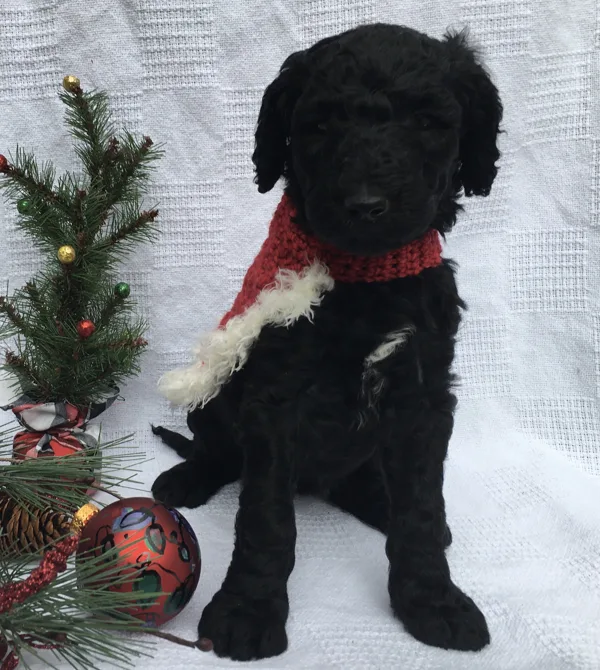 Christmas Pictures