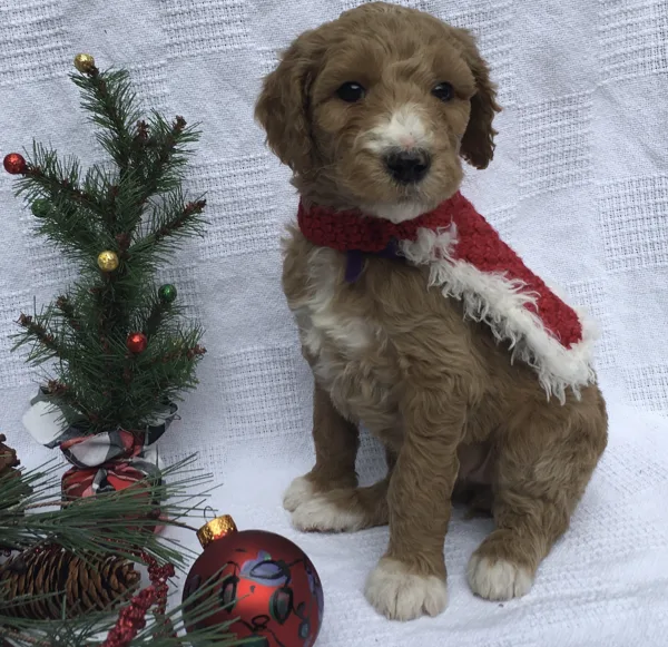 Christmas Pictures