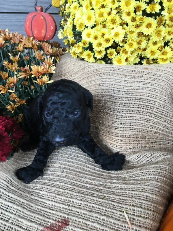 Update Picture 11/12/2019