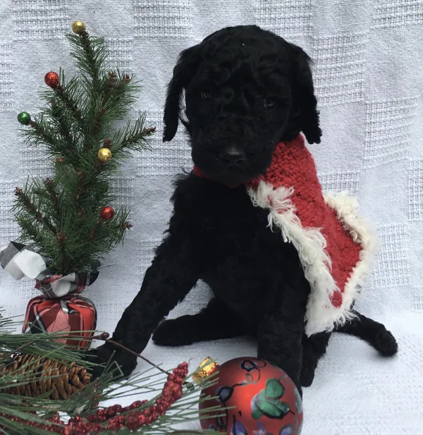 Christmas Pictures