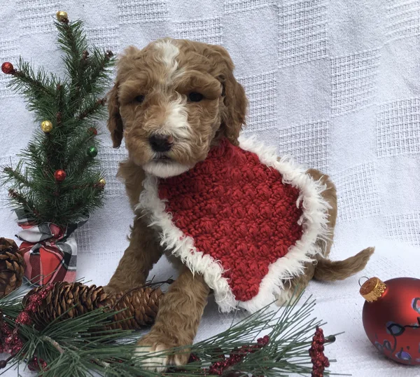 Christmas Pictures