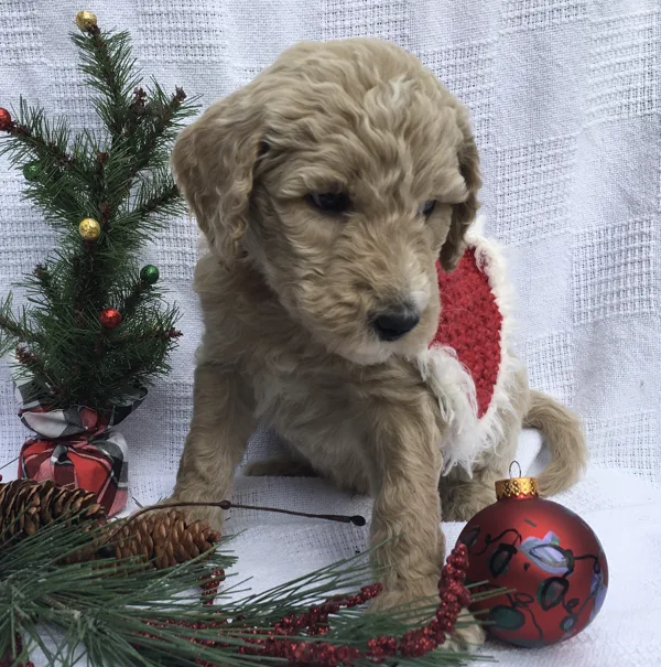 Christmas Pictures