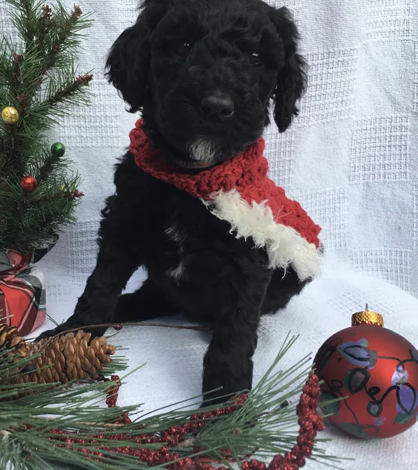 Christmas Pictures