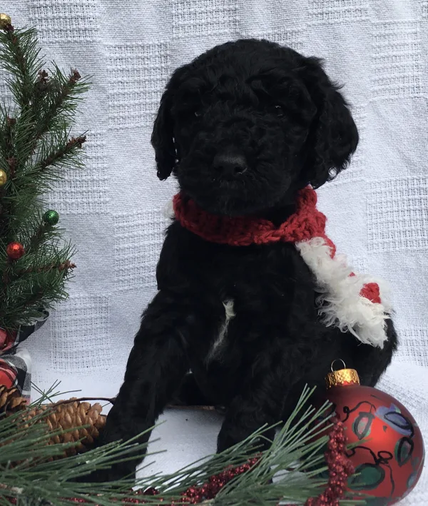Christmas Pictures