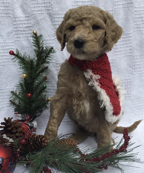 Christmas Pictures