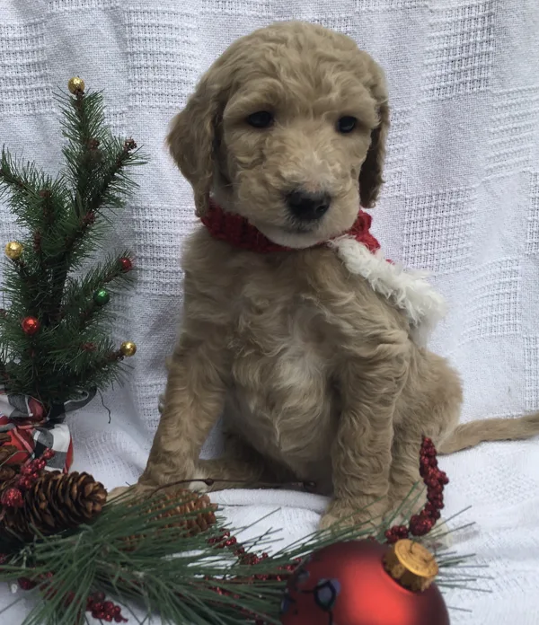 Christmas Pictures