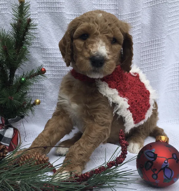 Christmas Pictures