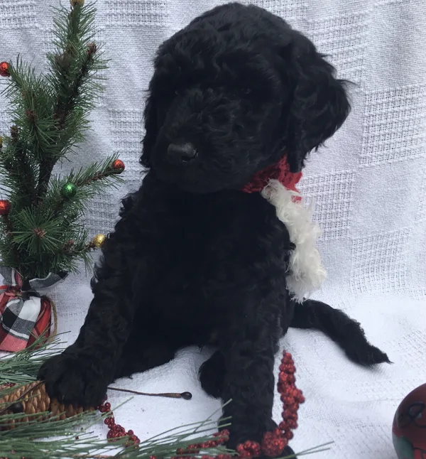 Christmas Pictures
